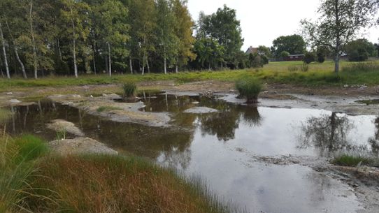 Wetland with low waterlevel.