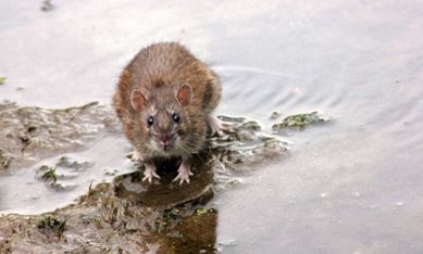 Råtta vid vatten