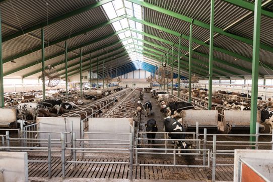 Cowshed in Hanåsa farm