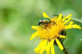 En grön skalbagge på en gul blomma.