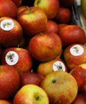 Humleklistermärken på äpplen symboliserar att äpplena behöver pollineras